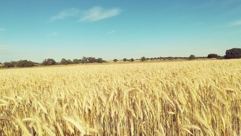 Summer Harvesting Tips